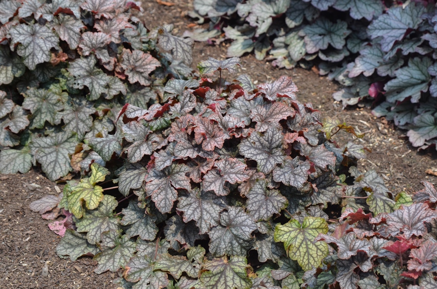 Heuchera 'Mars'